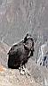 Condor